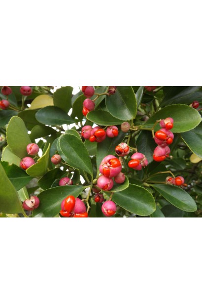 Бруслина Грін Спайр ягоди